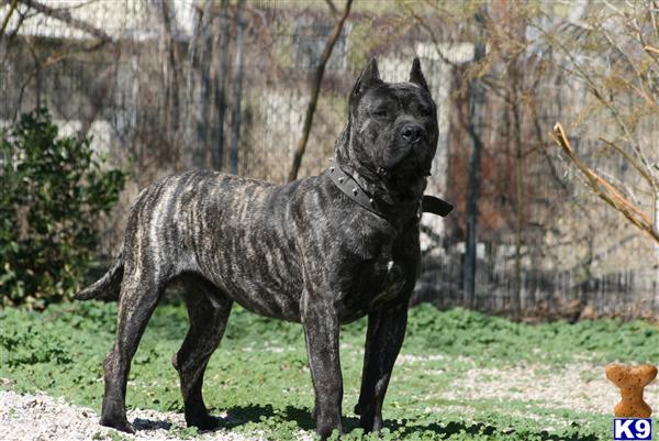 Stud Dogs - Presa Canario